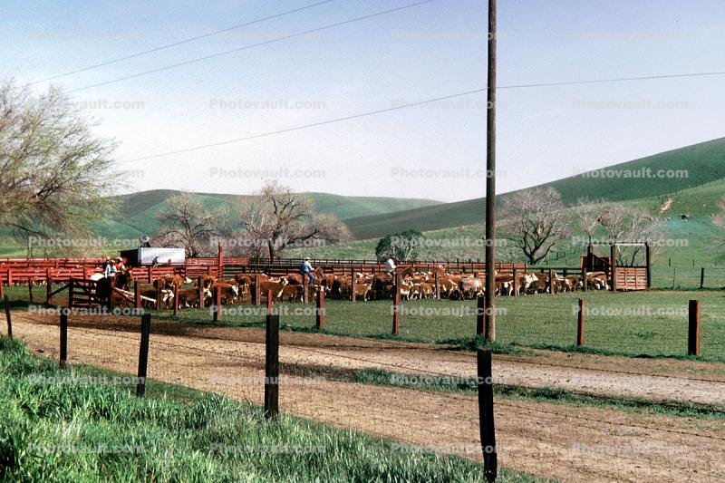 cows, Beef Cows, Rancho Canada de los Vaqueros, March 1974