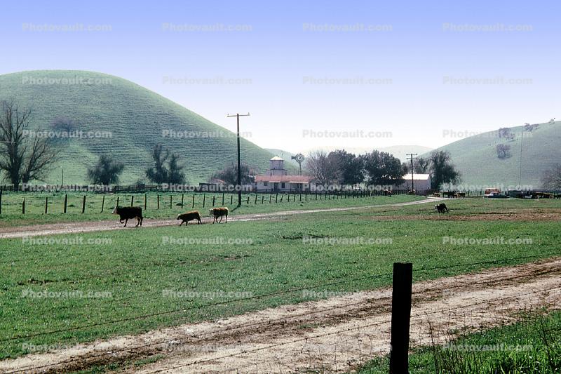 Ranch, Beef Cows, Rancho Canada de los Vaqueros, March 1974
