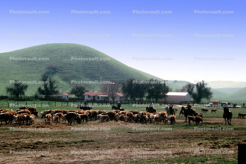 Cowboys, Ranch, barn, hills, Beef Cows, Rancho Canada de los Vaqueros, March 1974