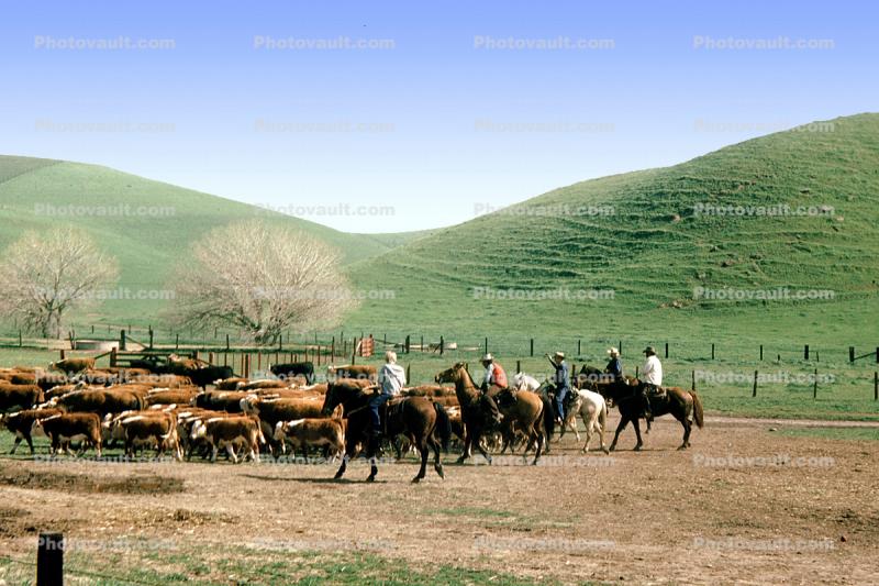 Cows, hills, Beef Cows, Rancho Canada de los Vaqueros, March 1974