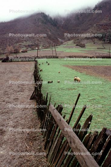 Fence, Mountains, Sheep Grazing