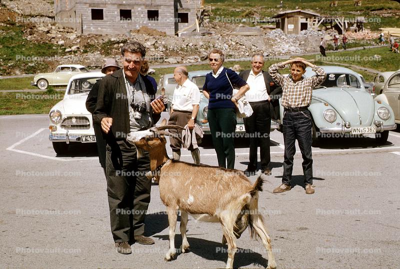 Goat, Volkswagen Bug, Volvo, Cars, automobile, vehicles, 1950s