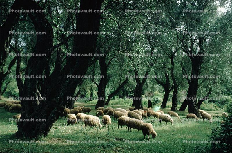Sheep, deciduous Trees, Forest, Corfu Island