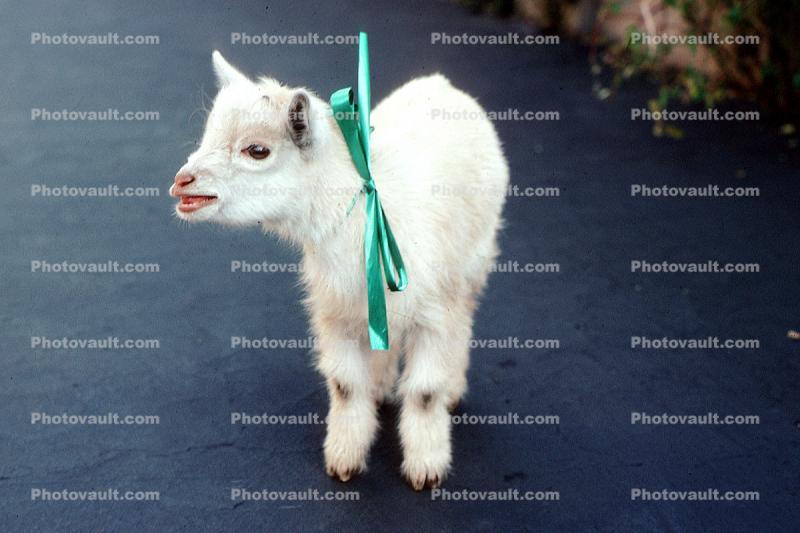 baby goat, ribbon, Christmas Gift for Janet