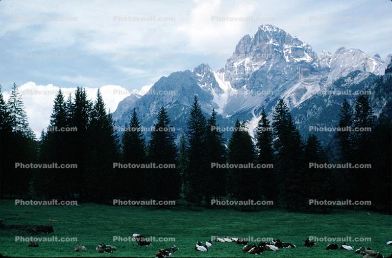 Mountain, resting cows
