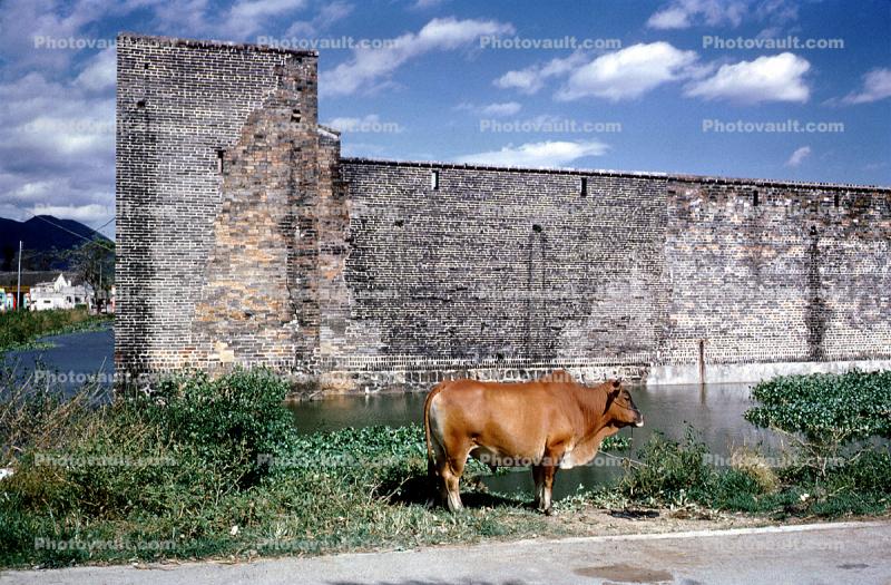 Cow, castle, moat, water, Canton China