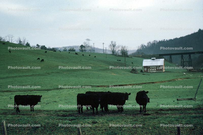 Cows, Home, House, Tennessee