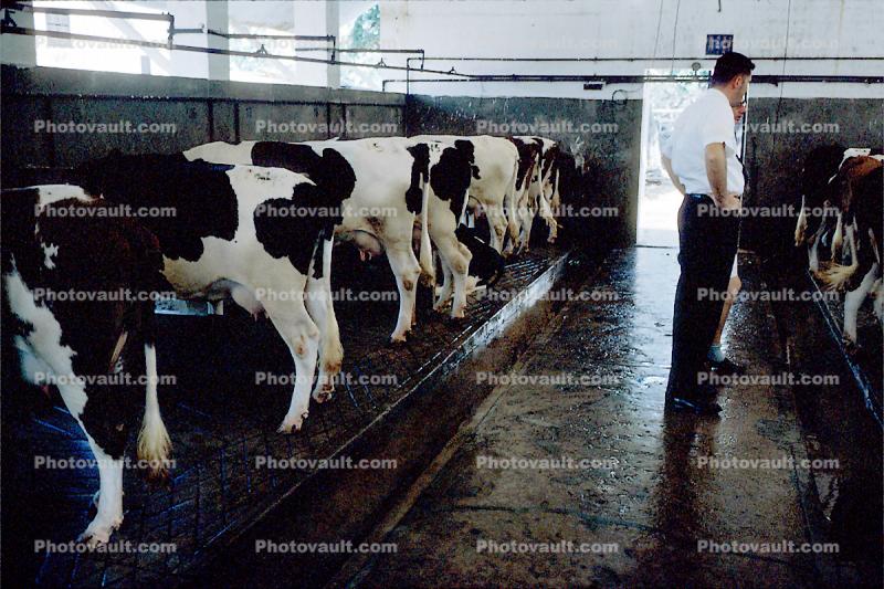 Dairy Cows, Macau China