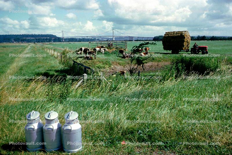 Cow, dairy, tractor, Milk Cans, Hay Bales, stacks