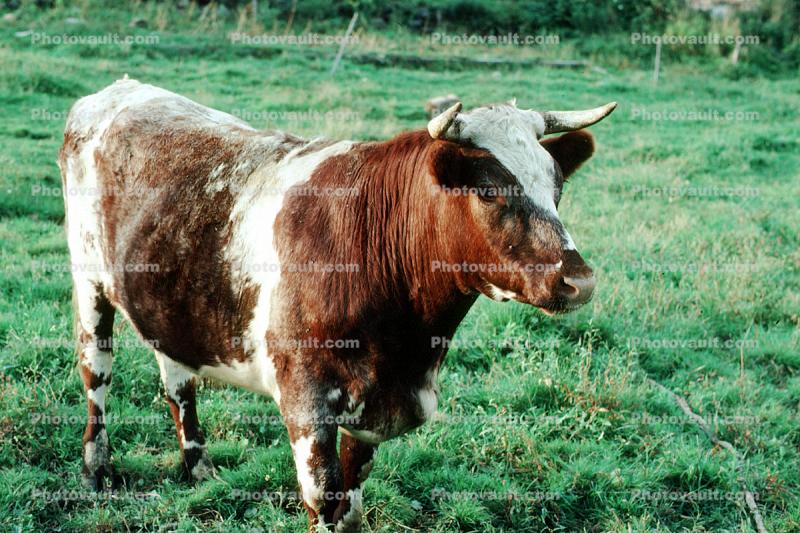Cow, bull, Maine