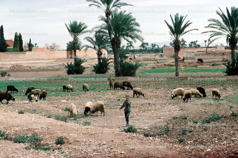 Sheep Grazing, Palm Trees, near Marakech