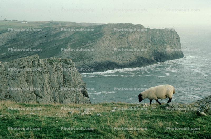 Sheep, Cliffs over the Atlantic