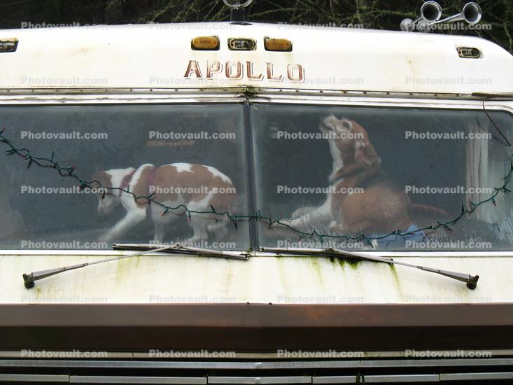 Beagles in an RV