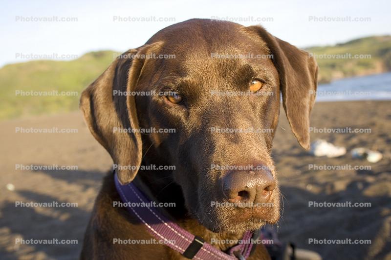 Rodeo Beach, Marin County, California, large dog breed, Chocolate Labrador Retriever