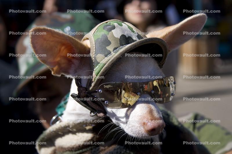 Chihuahua, Sunglasses, nose, small dog breed, wearing a hat, ears, funny, humorous