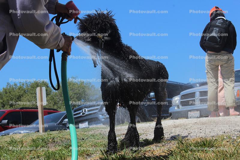 Poodle Being Washed
