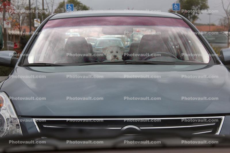 Dog in a car, funny