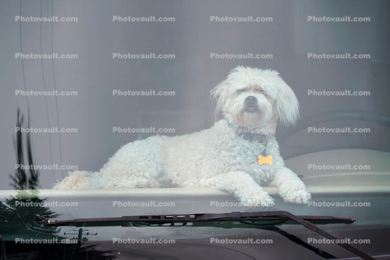 Dog on the Dashboard