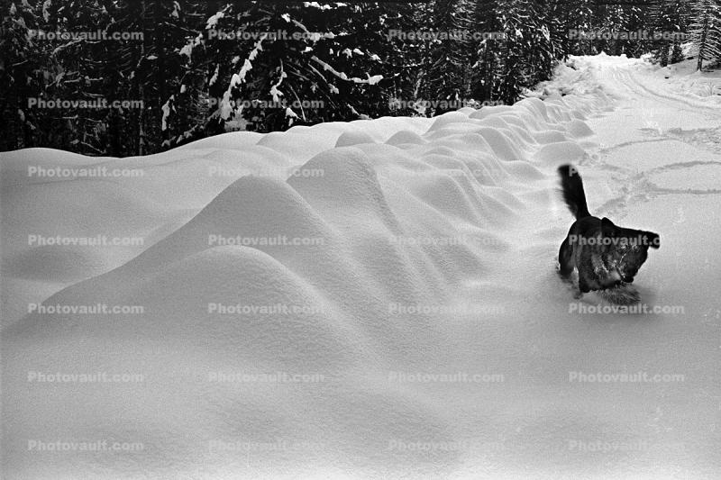 Tonok the Dog in the Snow