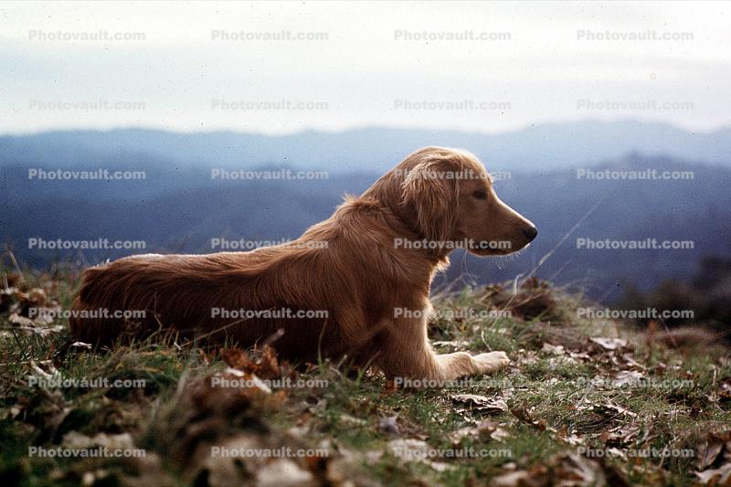 Golden Retriever, large dog breed