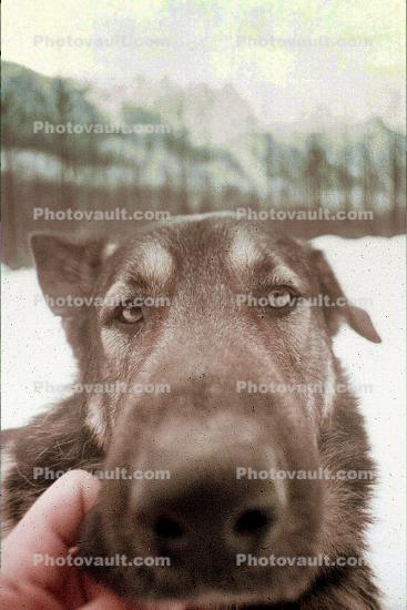 Half Husky - Half Wolf, giant dog breed