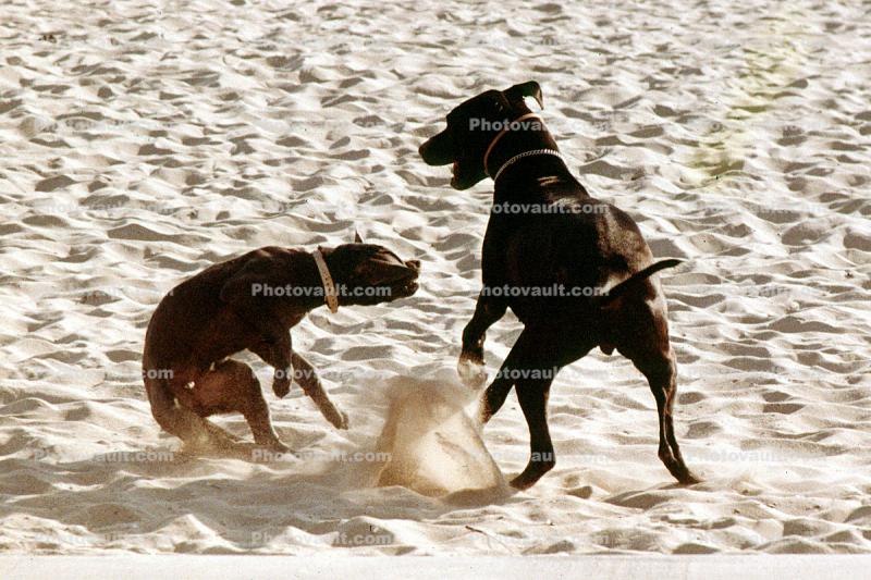 Dogs Playing on the Beach