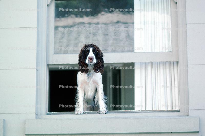 Dog in a Window, English Springer Spaniel