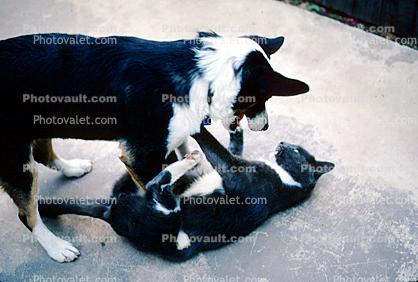 Dog and a Cat, Playing