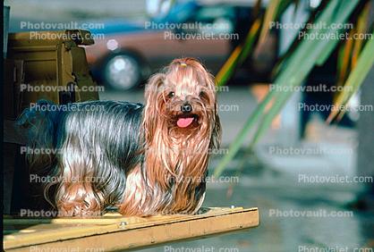 Yorkshire Terrier, small dog breed