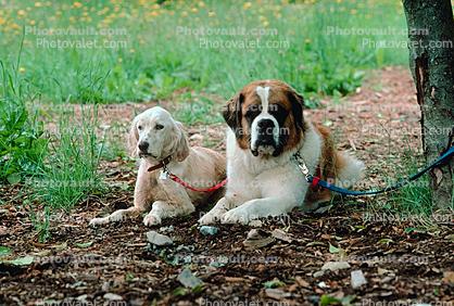 Saint Bernard, big dog breed