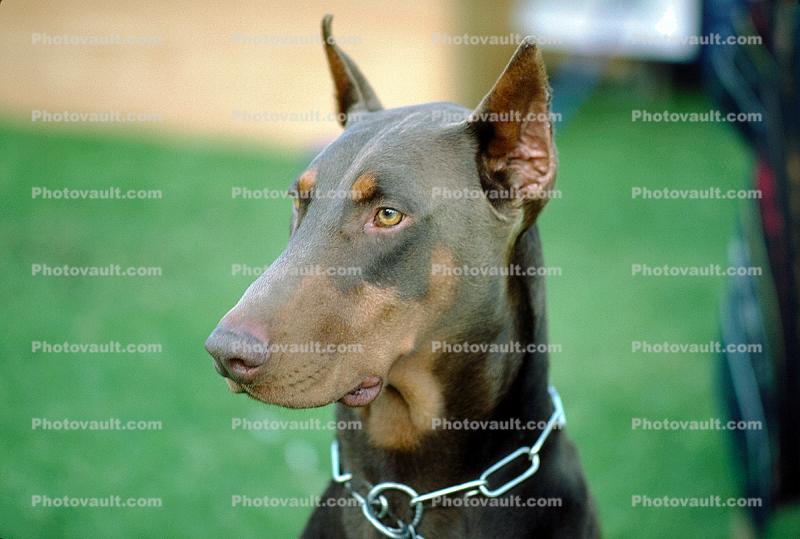 Doberman Pinscher, large dog breed, Police Dog