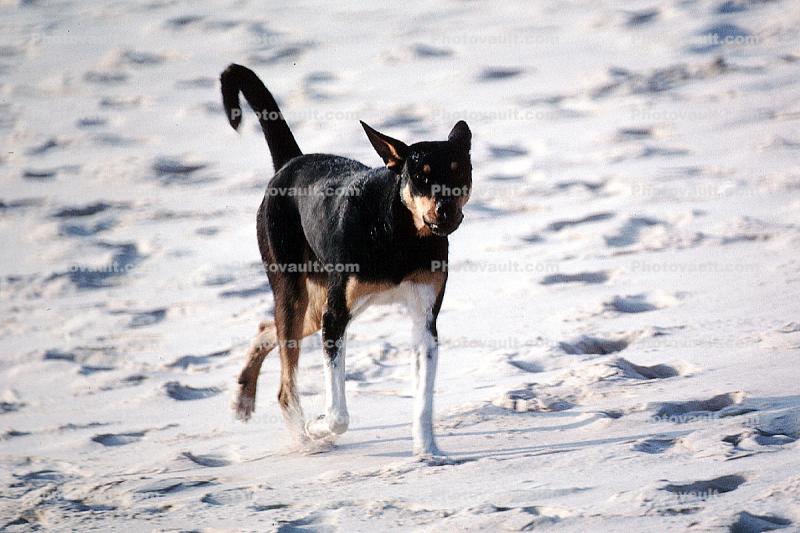 Dog on the Beach, strutting