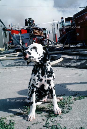 Dalmation at a Fire