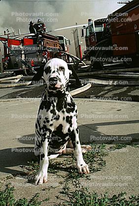 Dalmation at a Fire