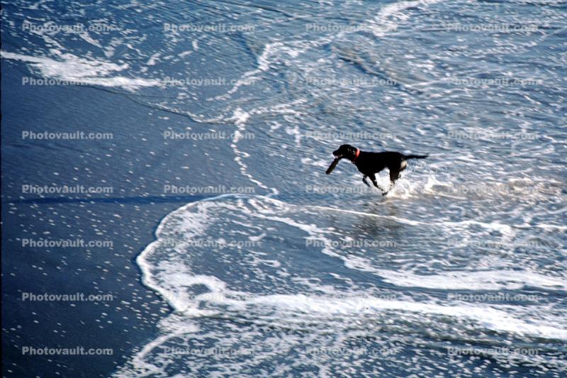 Dog at a beach, fetching a stick, Ocean-Beach