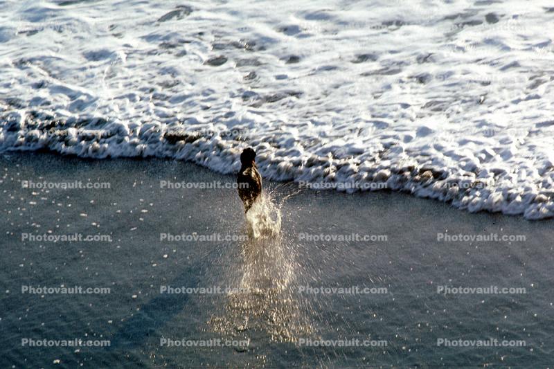 Wet Dog, Dog at a beach, fetching a stick