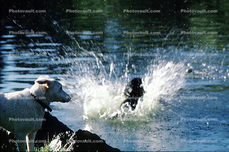 Wet Dog, water, pond, lake, splash, Stow Lake