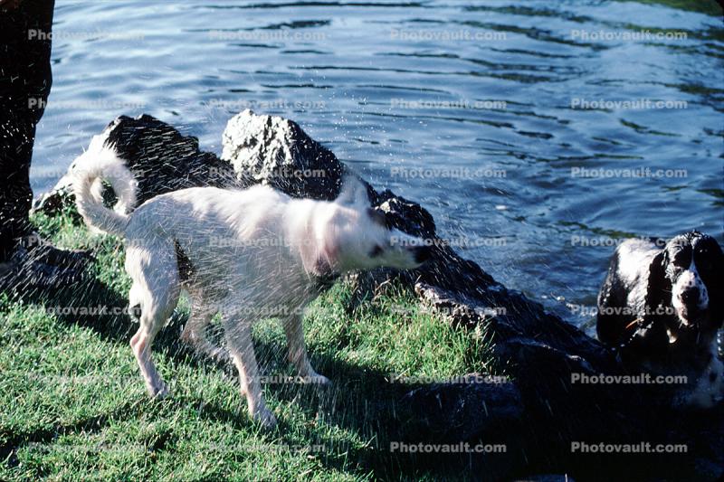 Wet Dog, water, pond, lake, shaking, Stow Lake
