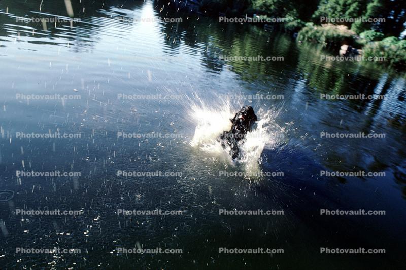 Stow Lake, English Springer Spaniel, Wet Dog, water, pond, lake