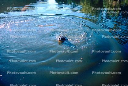 Stow Lake, Wet Dog
