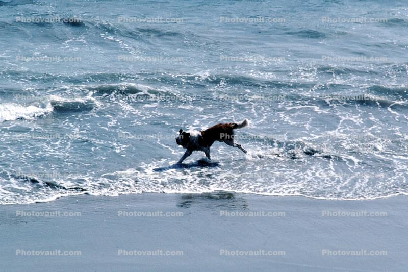 Dog on a Beach