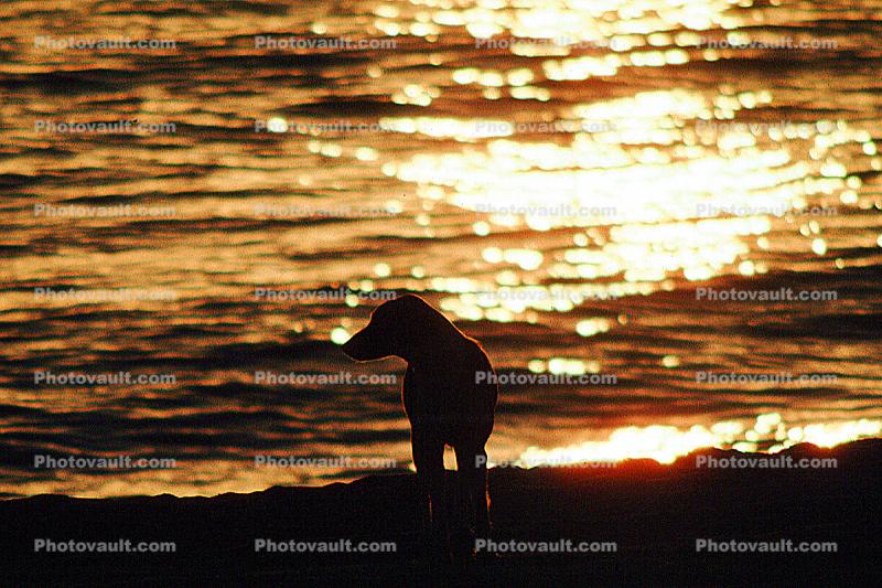 Dog, Sunset, Ocean