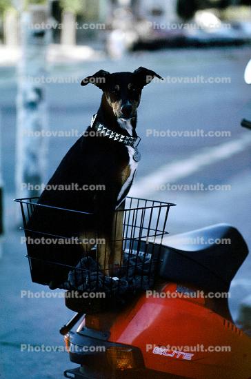 Dog in a Motor Scooter Basket