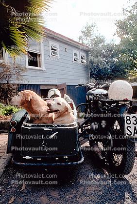 Dogs in a Sidecar, Three-wheeler, Tri-wheeler, Motorcycle, 1950s