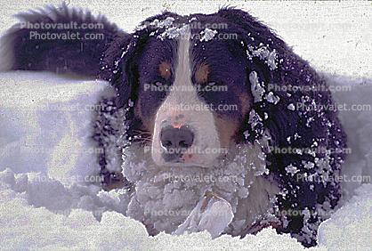 Saint Bernard Dog in the Snow