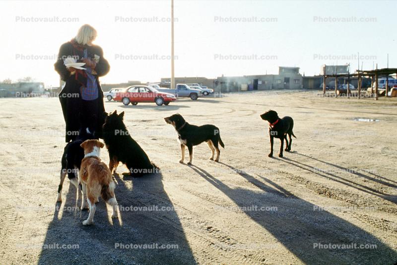 Dogs congergate, Taos New Mexico