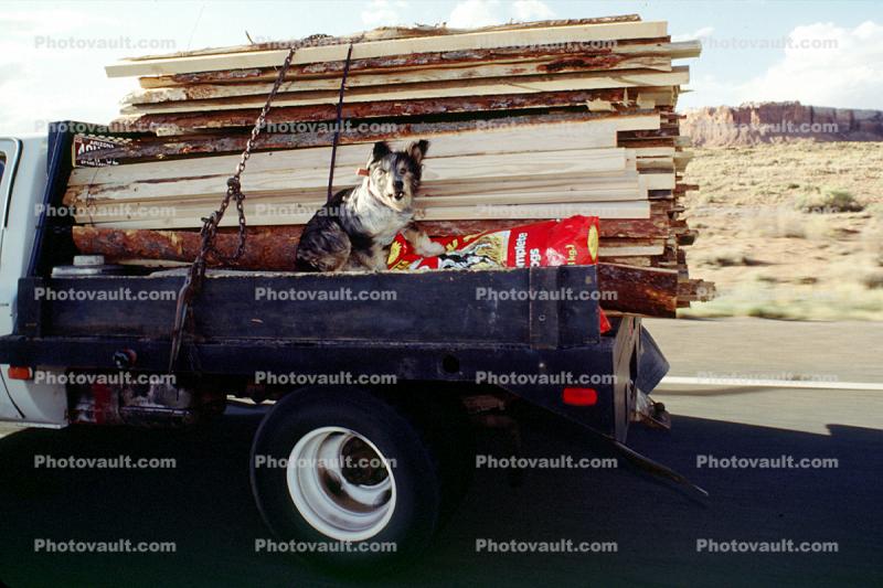 Dog on a pick-up truck