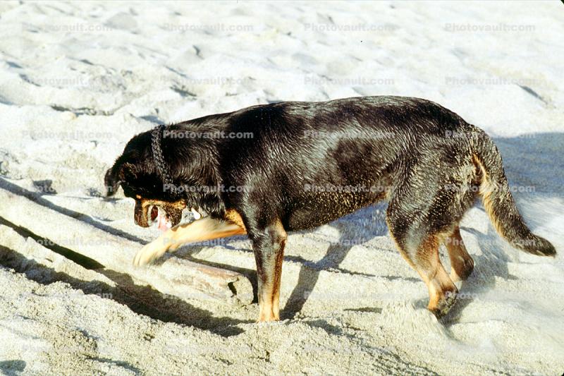 Dog digging a hole in the sand