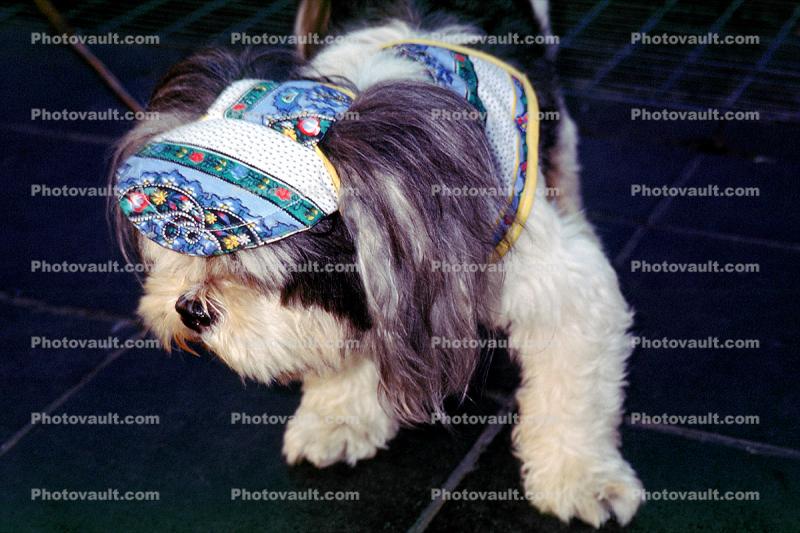 Lhasa Apso, dog wearing a hat