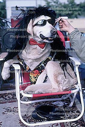 Funny dog wearing sunglasses, sitting in a chair